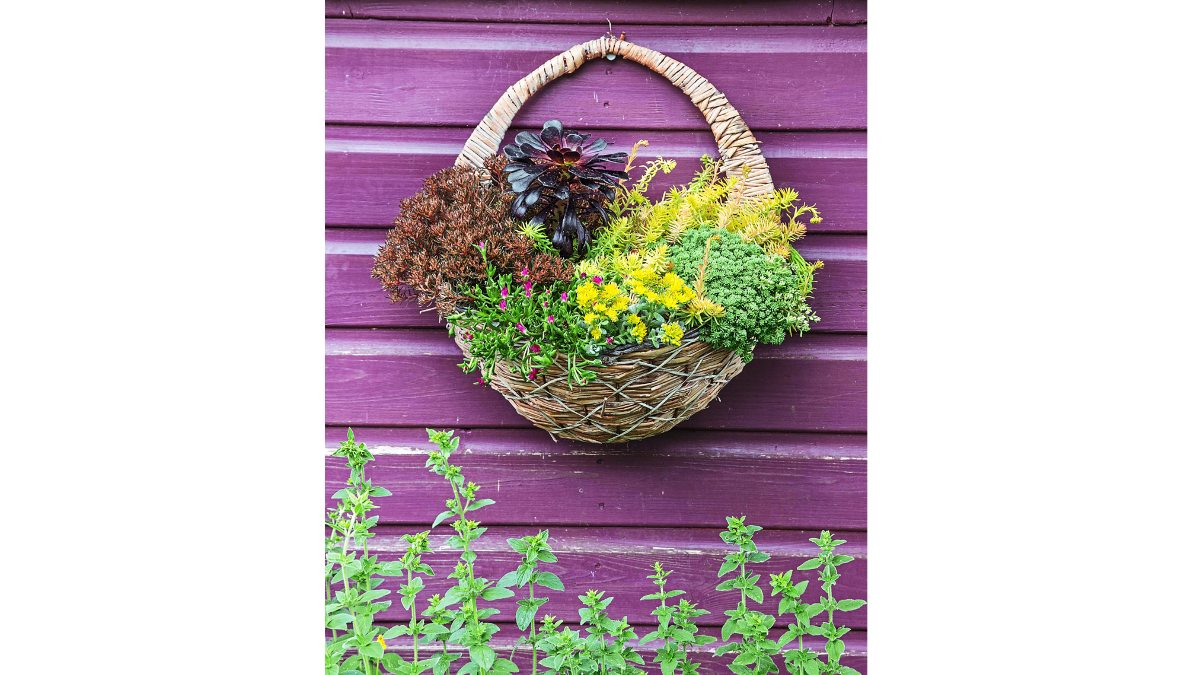 woven basket full of green and yellow plants against purple wall