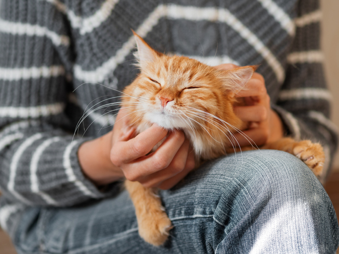 Orange cat on owners lap