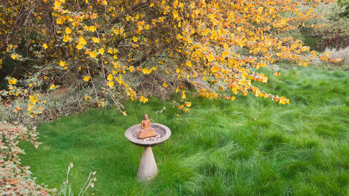 beautiful lawn with birdfeeder and flowering tree with sweeping green buffalo grass