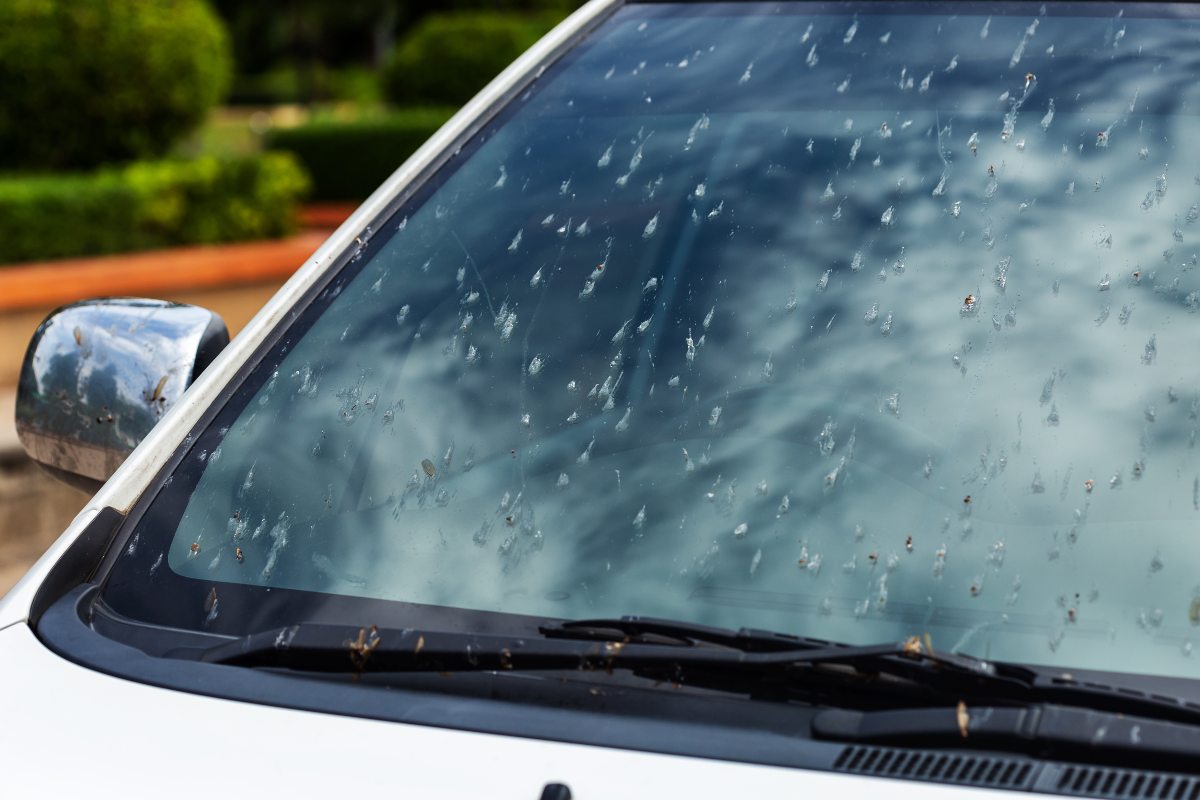 bugs on windshield of white car