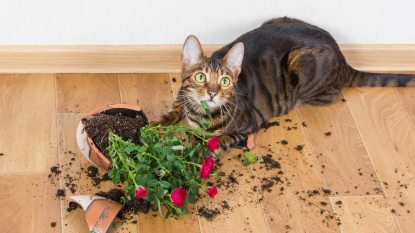 cat caught knocking over a plant, broken pot on the floor