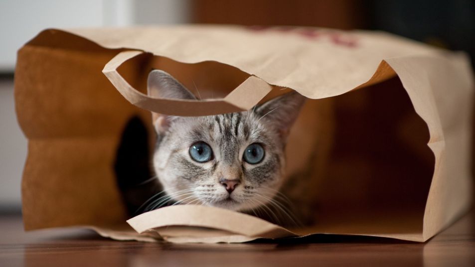 kitten in a paper bag
