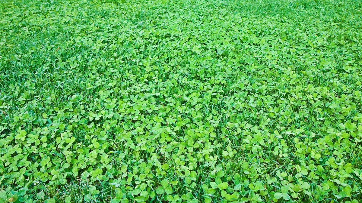 green clover lawn