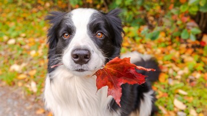 cute border collie dog with a red maple leaf in its mouth, dog in fall weather