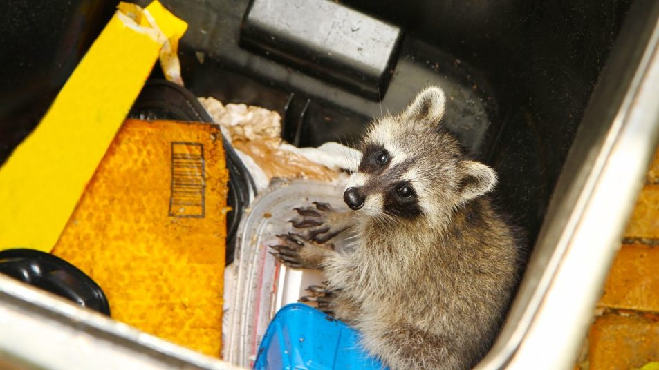 raccoon, critter in a garbage can