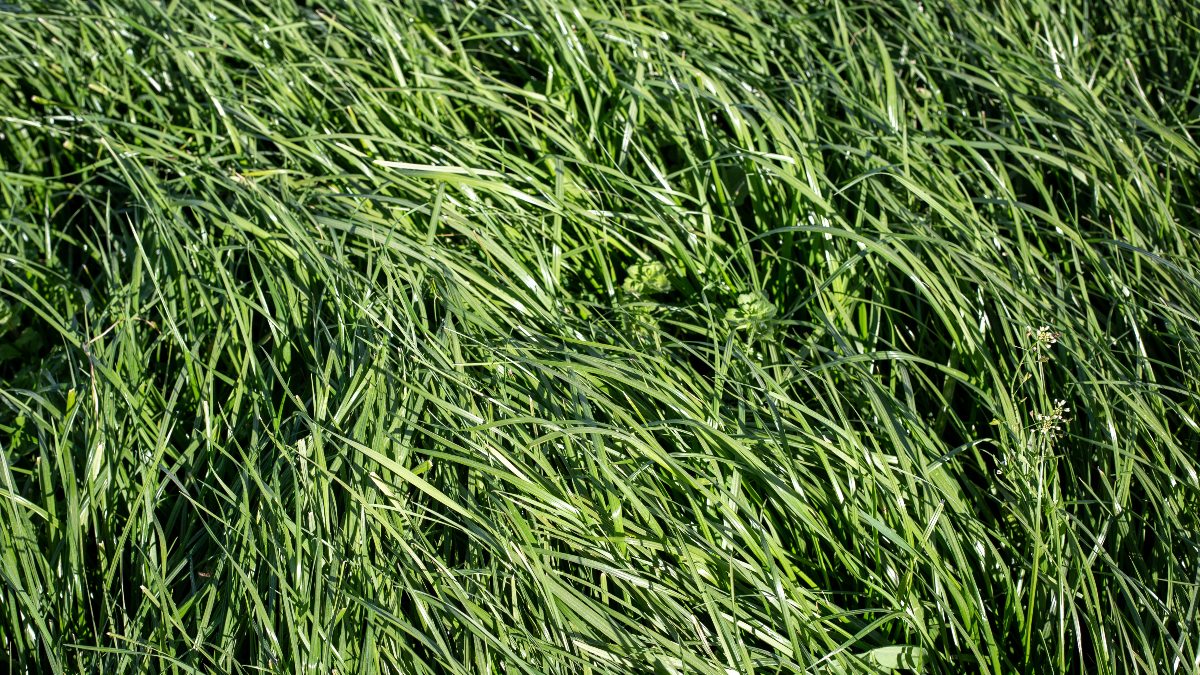 tall fescue grass, a no mow grass blend