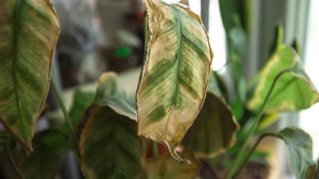 plant with browning leaves; how to reverse root rot