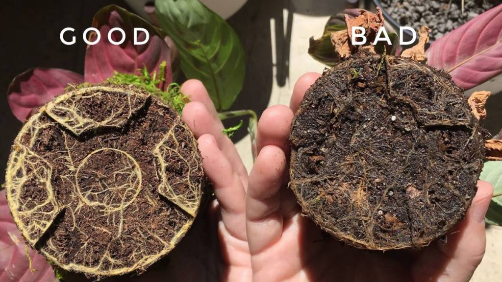 good roots and bad roots; how to reverse root rot