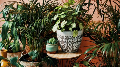 houseplants in pretty planters; how to reverse root rot