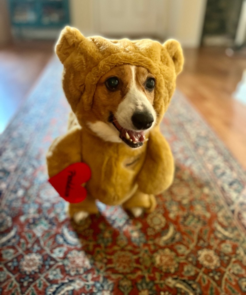 corgi in pandaloon teddy bear costume
