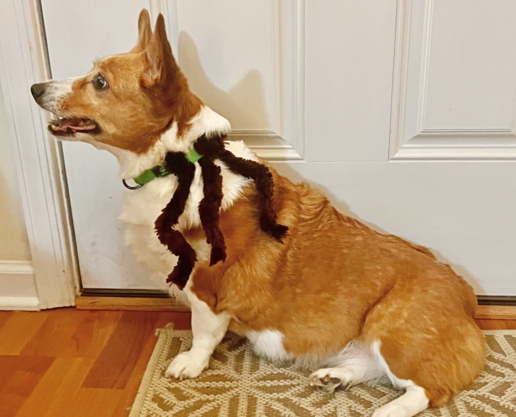 corgi with pipe cleaner spider costume side view