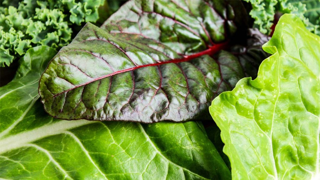 Swiss chard and lettuce