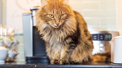 longhair brown tabby cat sitting on a counter with a defiant facial expression