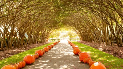 Fall Pumpkin Tunnel