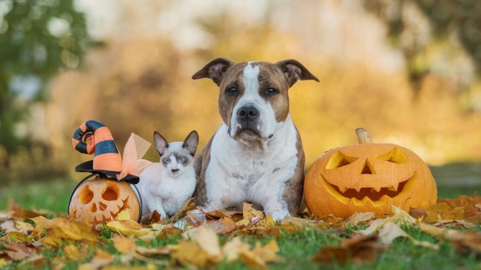 Dog and cat with halloween pumpkins