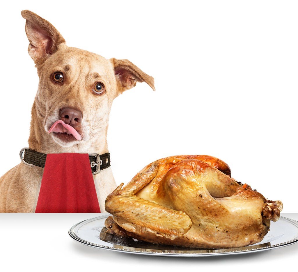 Dog sitting in front of a turkey with a bib on