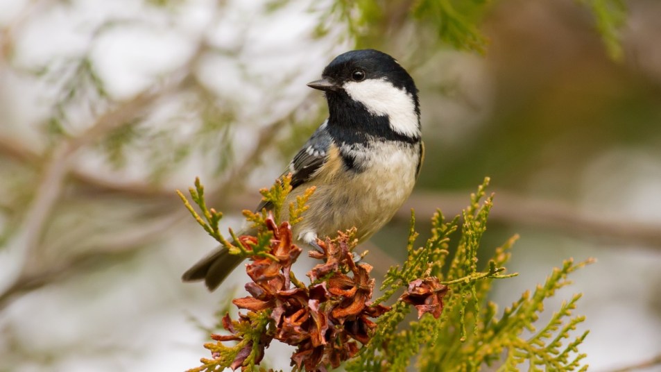 coal tit, bird sitting on a green branch in autumn, concept for birdsong reducing anxiety