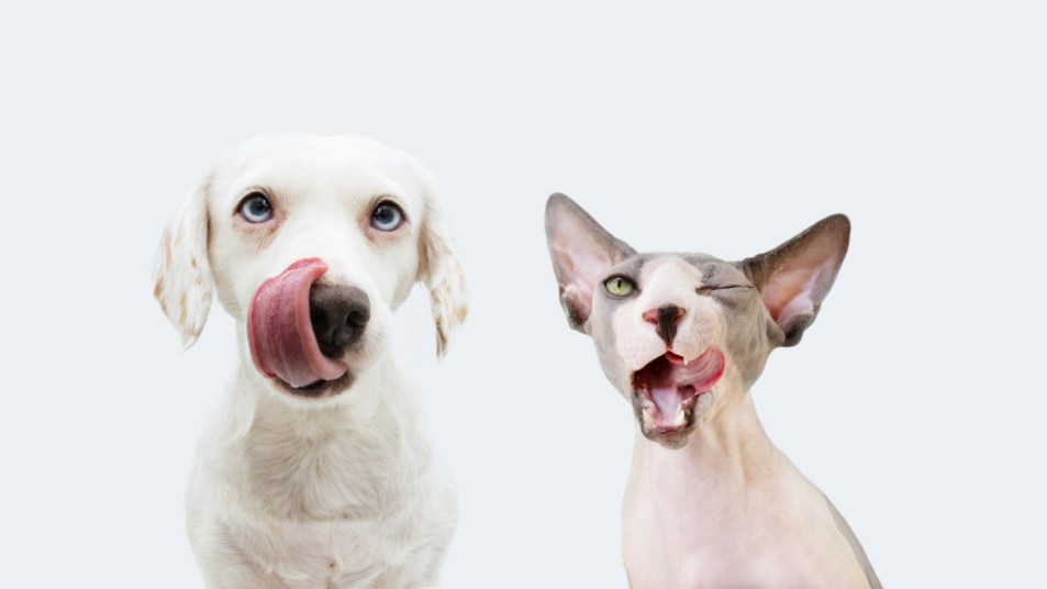 Banner two two hungry pets, sphynx cat and dog licking its lips. Isolated on white background.