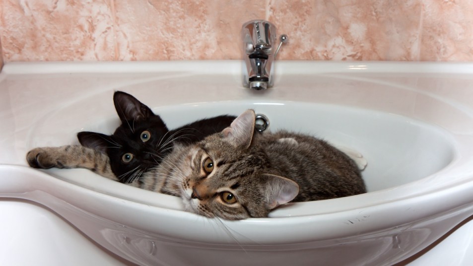 two cats sit in white sink, black cat and tiger brown cat