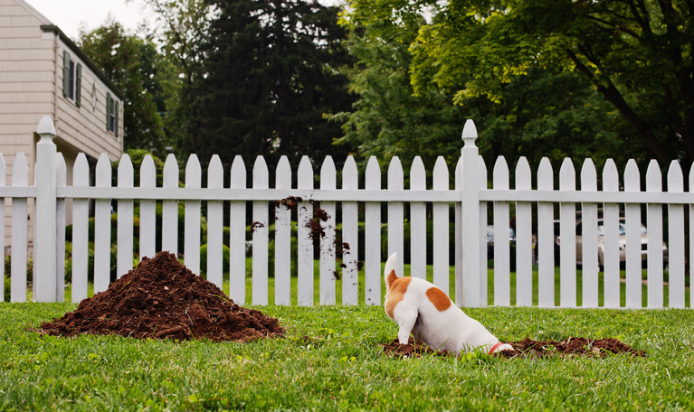 dog digging hole in yard