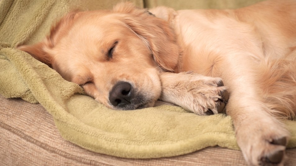 Golden retriever dog twitching in sleep on green blanket