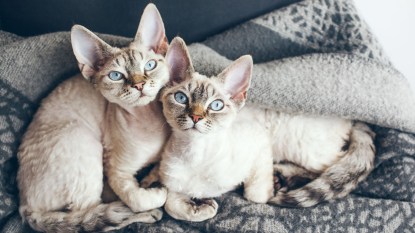 Two Devon Rex cats, one of the world's smallest cat breeds