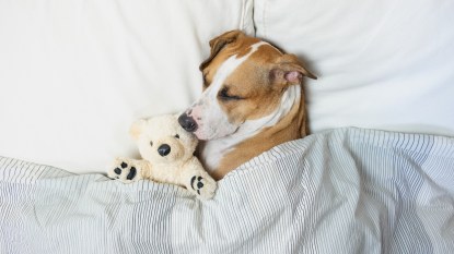 Cute dog sleeping in bed with a fluffy toy bear, top view. Staffordshire terrier puppy resting in clean white bedroom at home