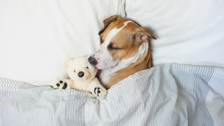 Cute dog sleeping in bed with a fluffy toy bear, top view. Staffordshire terrier puppy resting in clean white bedroom at home