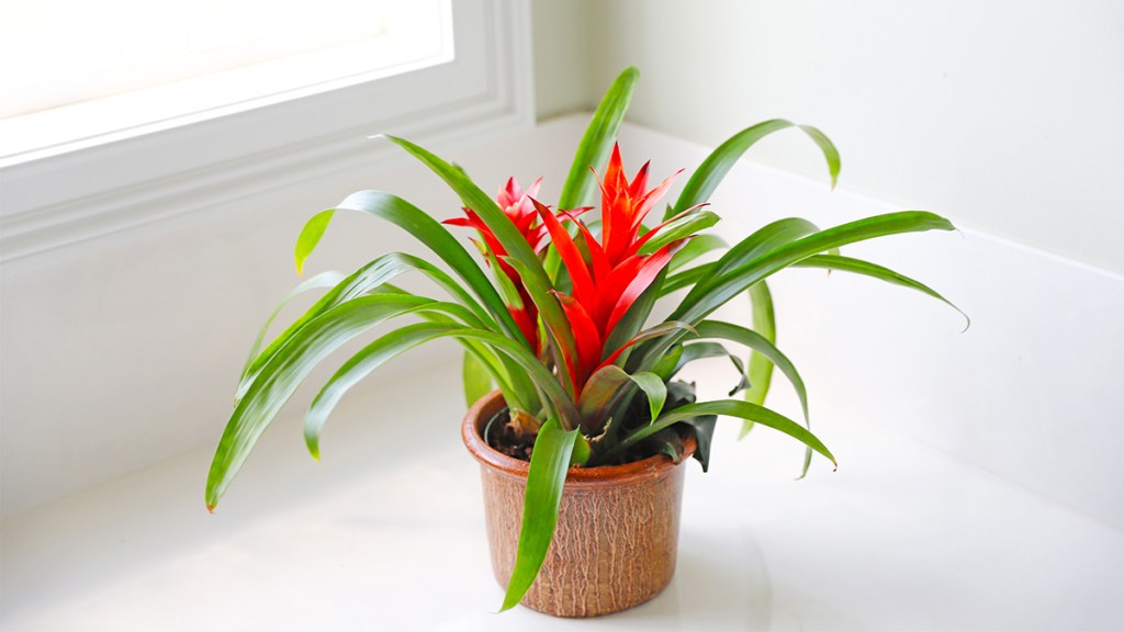 Bromeliad houseplant: How to improve indoor air quality