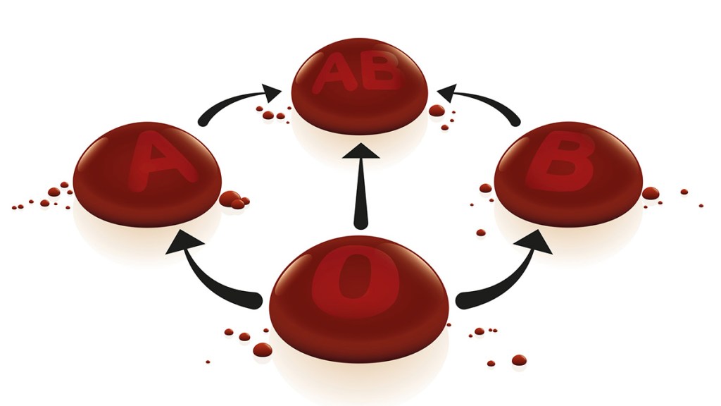 A medical illustration showing the four blood types that this diet addresses