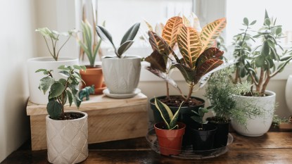 Pretty houseplants in a living room: how to improve indoor air quality