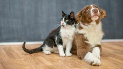 A super cute duo of a cat and a dog.