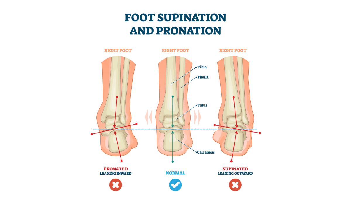 illustration of good foot posture, foot supination and pronation