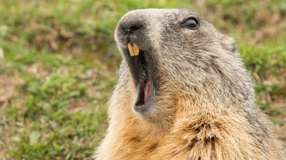ground hog marmot day close up portrait while yawning