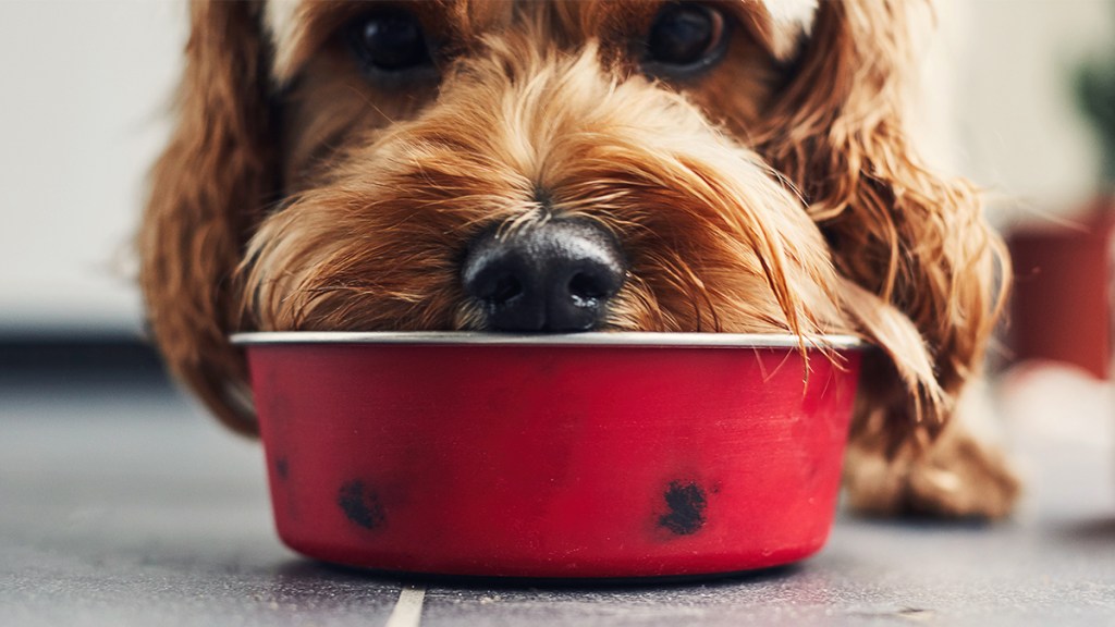 dog with face in food dish: dirtiest places in the house
