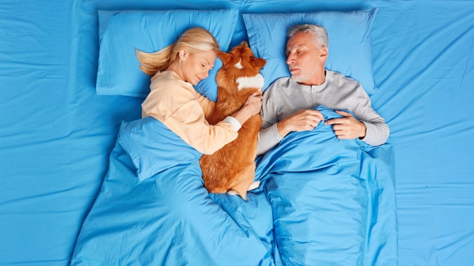 Man and woman sleeping in bed with corgi