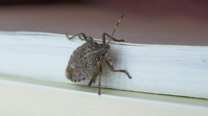 stink bug crawling along the side of a book