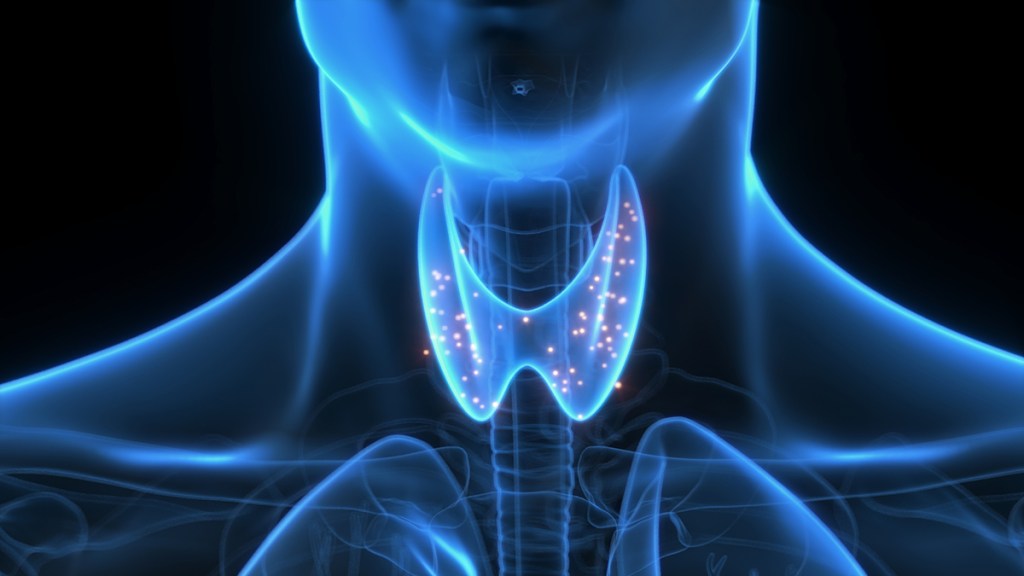 A medical illustration of the thyroid gland, which needs selenium to function at its best