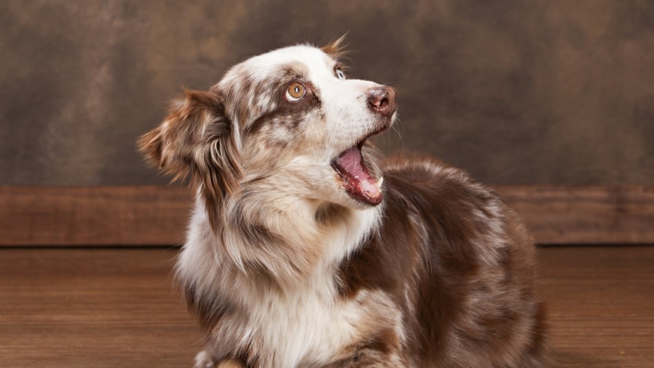 australian husky dog barking at sound of doorbell on hardwood floor