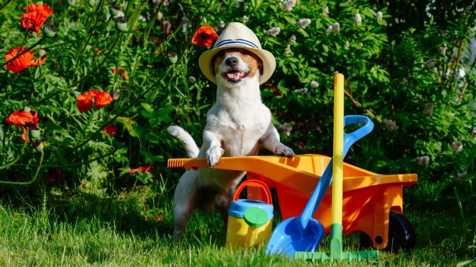 Dog as funny gardener with garden tools and wheelbarrow near poppy flowers