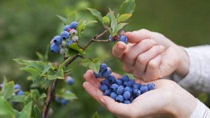 Women picking ripe blueberries close up shoot