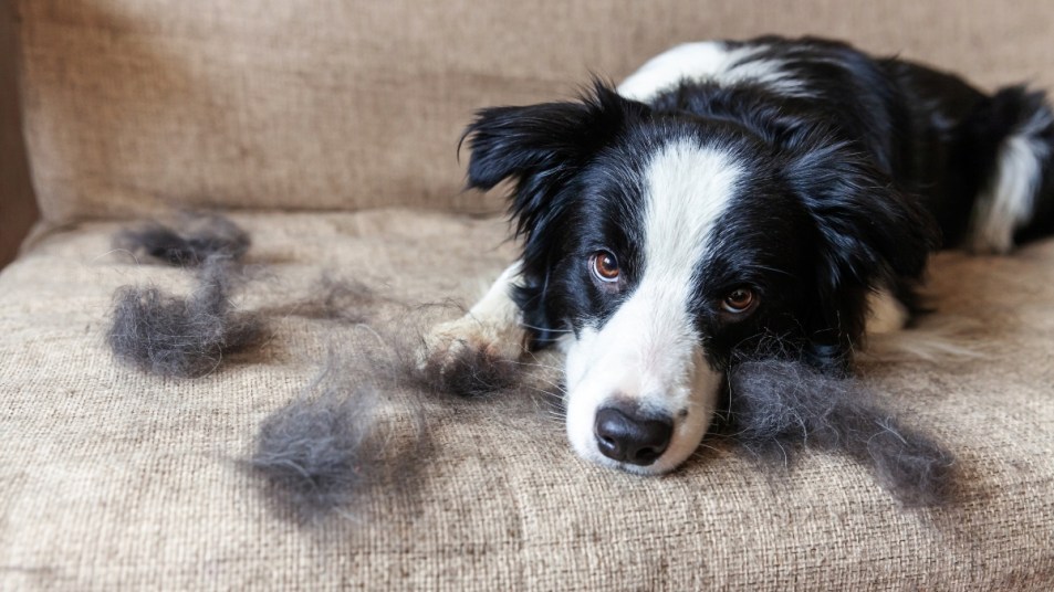 Border collie portrait laying on beige couch with piles of shedded fur.