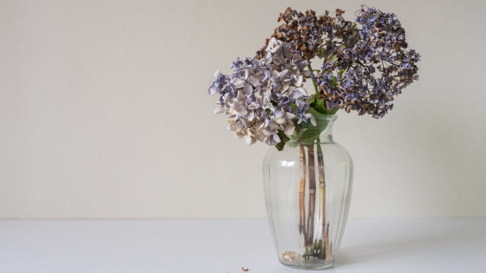 Close up of dried hydrangea flowers in glass vase on white table against beige wall (selective focus)