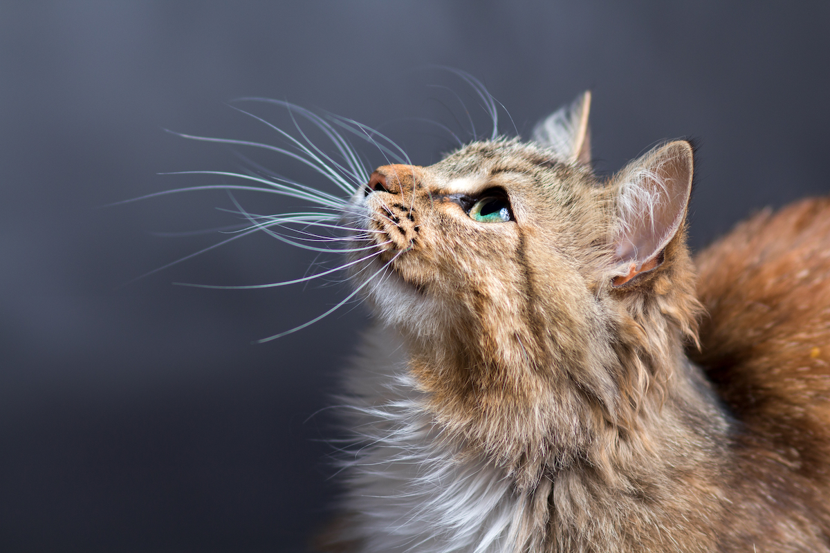 Cat showing its whiskers in profile