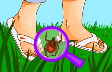 Illustration of person walking on the grass in sandals, with a tick hiding in the grass