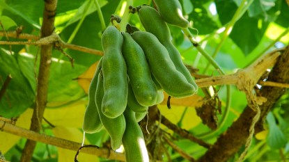 velvet bean on a tree: velvet bean benefits