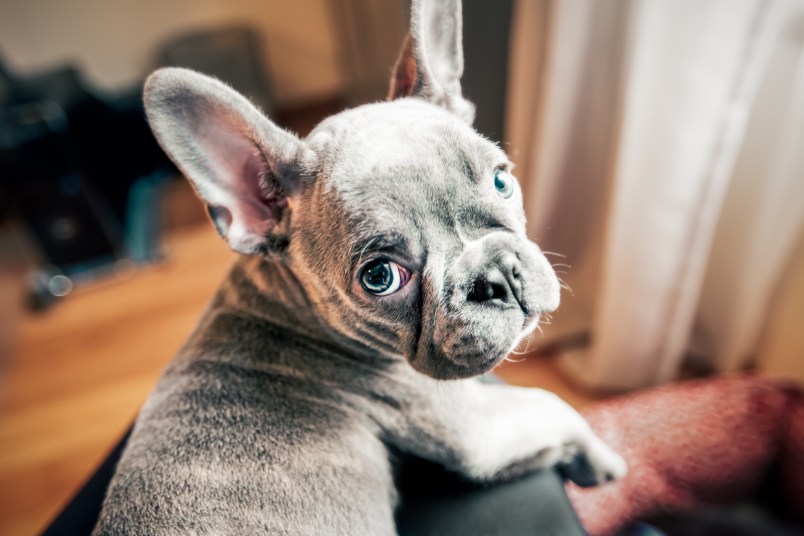 French bulldog making puppy eyes