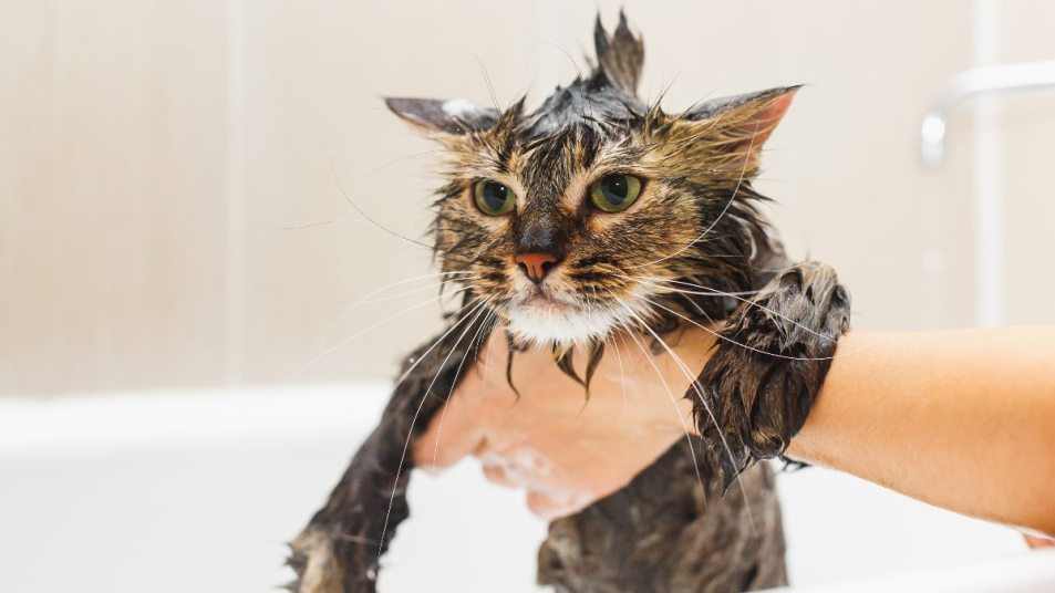 cat getting a bath, getting used to water