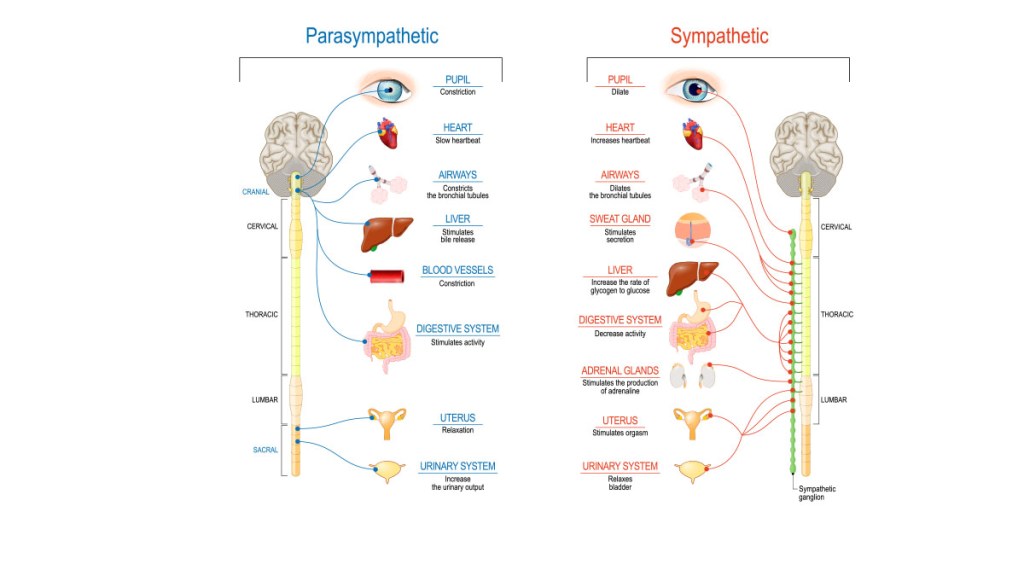 illustration of the nervous system