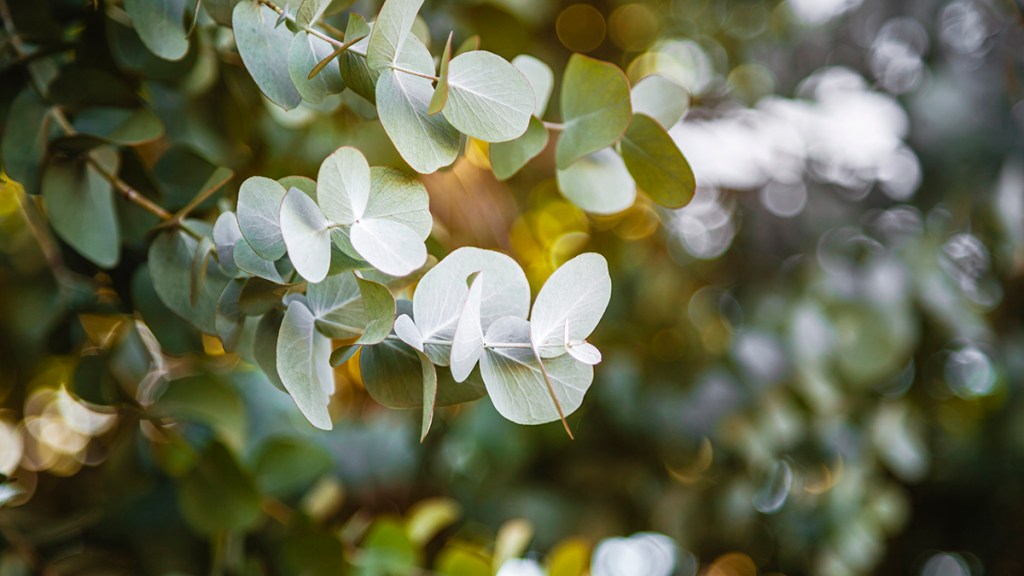 Eucalyptus to make essential oil for focus